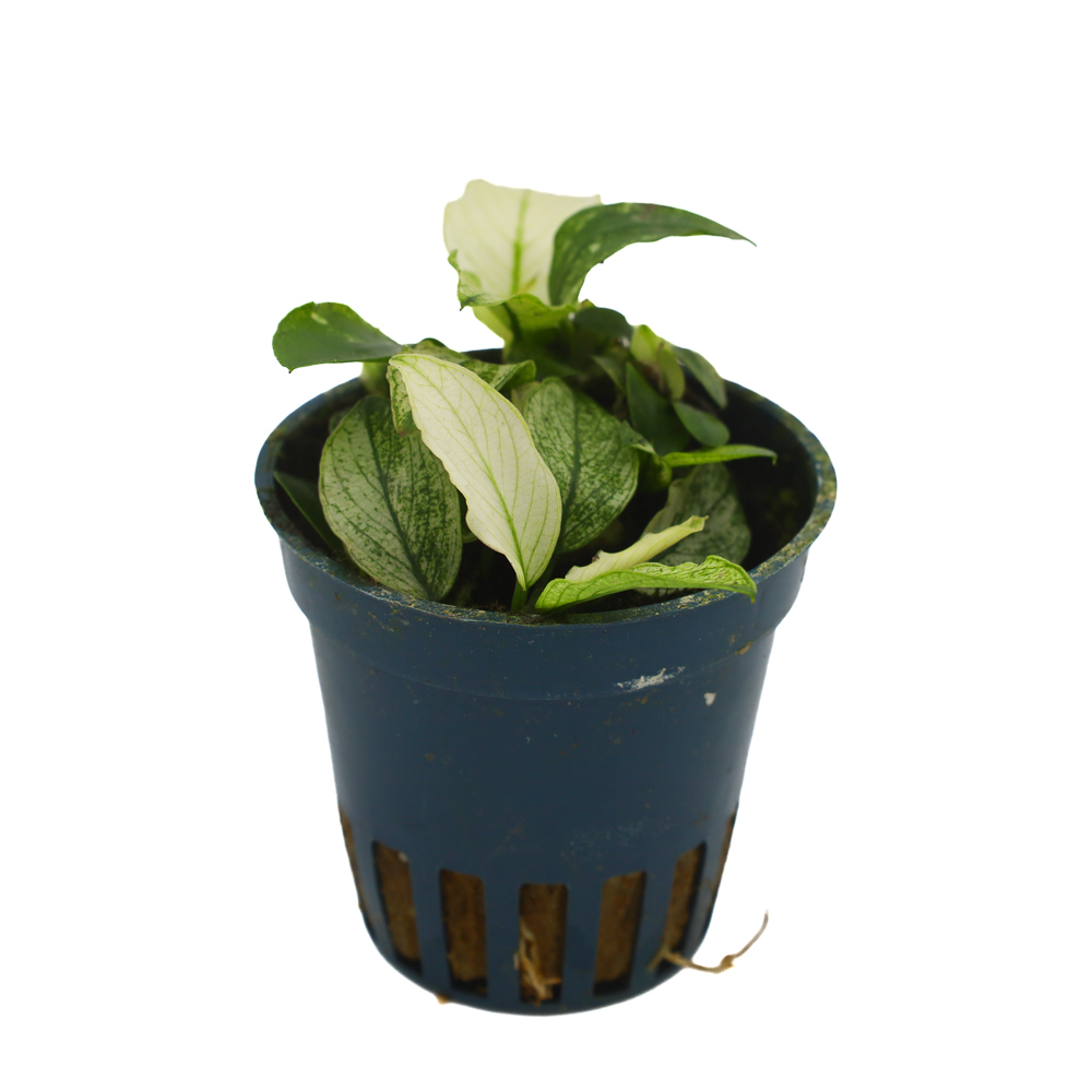 MASTA Anubias Pinto roślina do akwarium